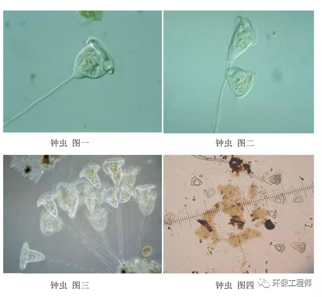 污水处理镜检微生物图谱｜高清收藏版